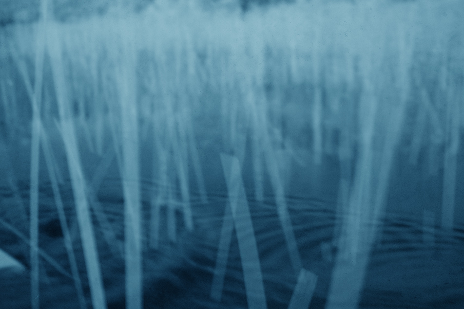 infrared: in the reeds